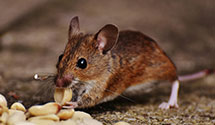 24 Hour & Emergency Exterminators in South Charleston, WV